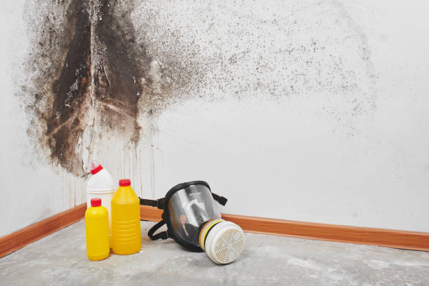 Professional Mold Removal in Bridgeport, CT