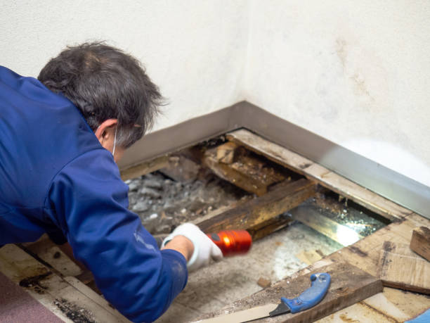 Best Attic Mold Removal  in Bridgeport, CT