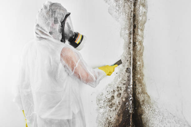 Best Emergency Mold Removal  in Bridgeport, CT