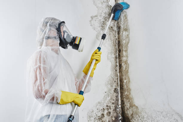 Best Mold Removal Company Near Me  in Bridgeport, CT