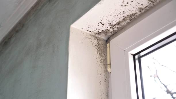 Best Crawl Space Mold Removal  in Bridgeport, CT