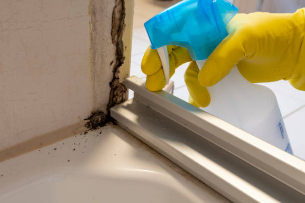 Best Mold Testing  in Bridgeport, CT