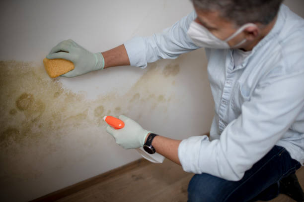 Best Certified Mold Removal  in Bridgeport, CT