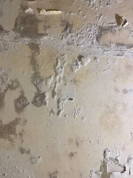 Best Mold Damage Repair  in Bridgeport, CT