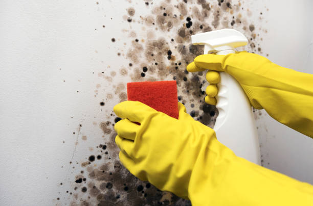 Best Best Mold Removal Companies  in Bridgeport, CT