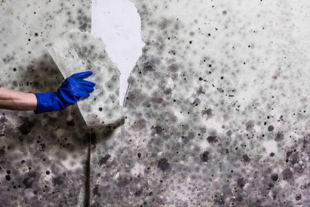 Best Toxic Mold Removal  in Bridgeport, CT