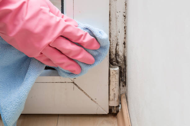 Best Office Mold Removal Services  in Bridgeport, CT