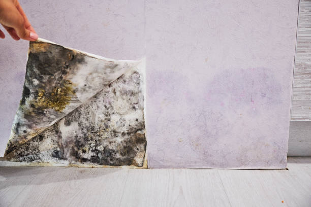 Best Local Mold Removal Service  in Bridgeport, CT